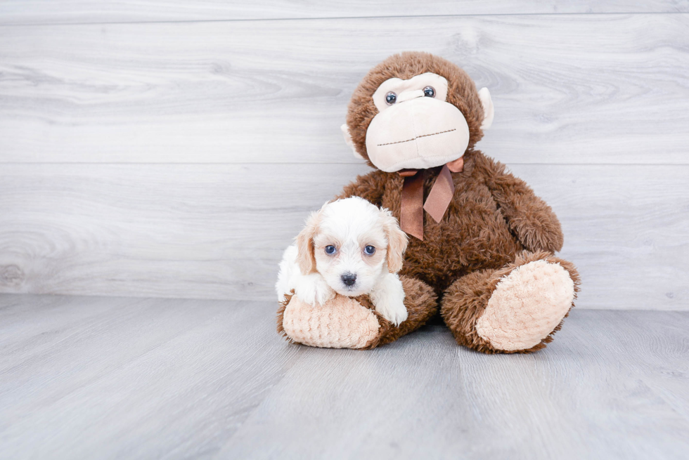 Sweet Cavachon Baby