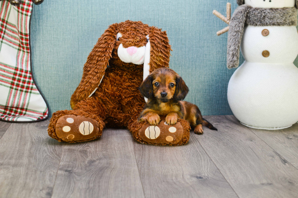 Cute Dachshund Purebred Pup