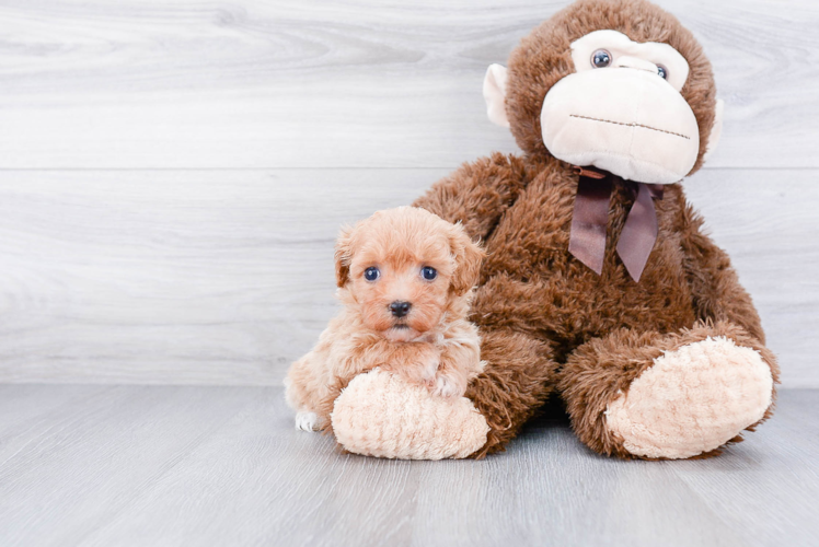 Small Havanese Baby