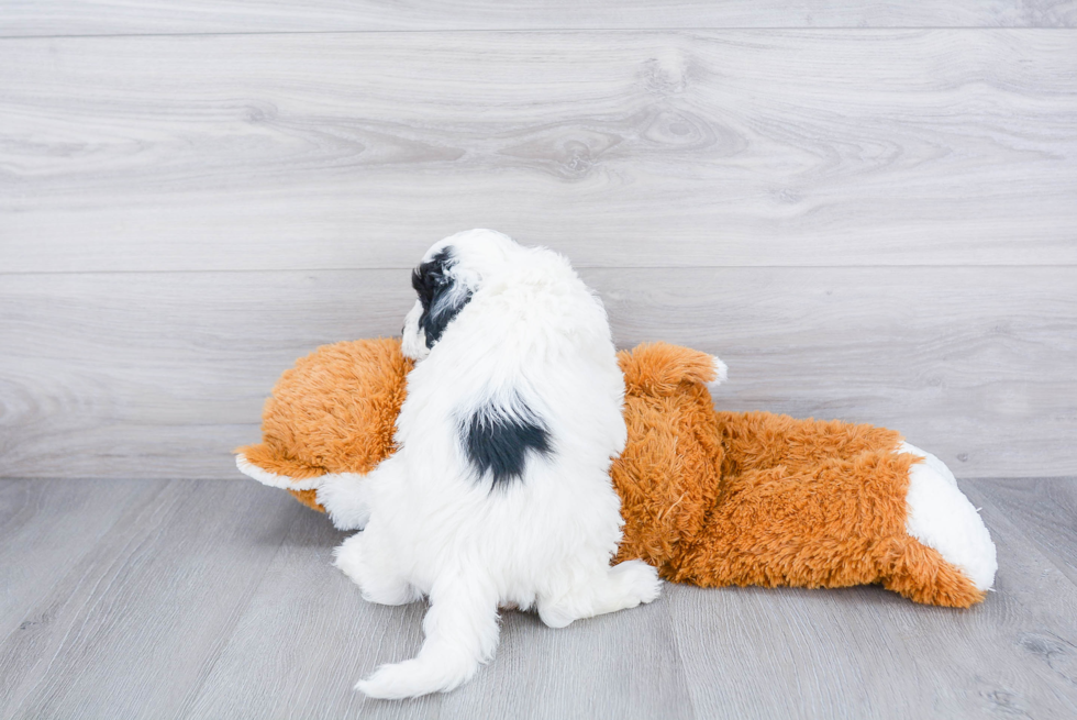 Smart Mini Sheepadoodle Poodle Mix Pup