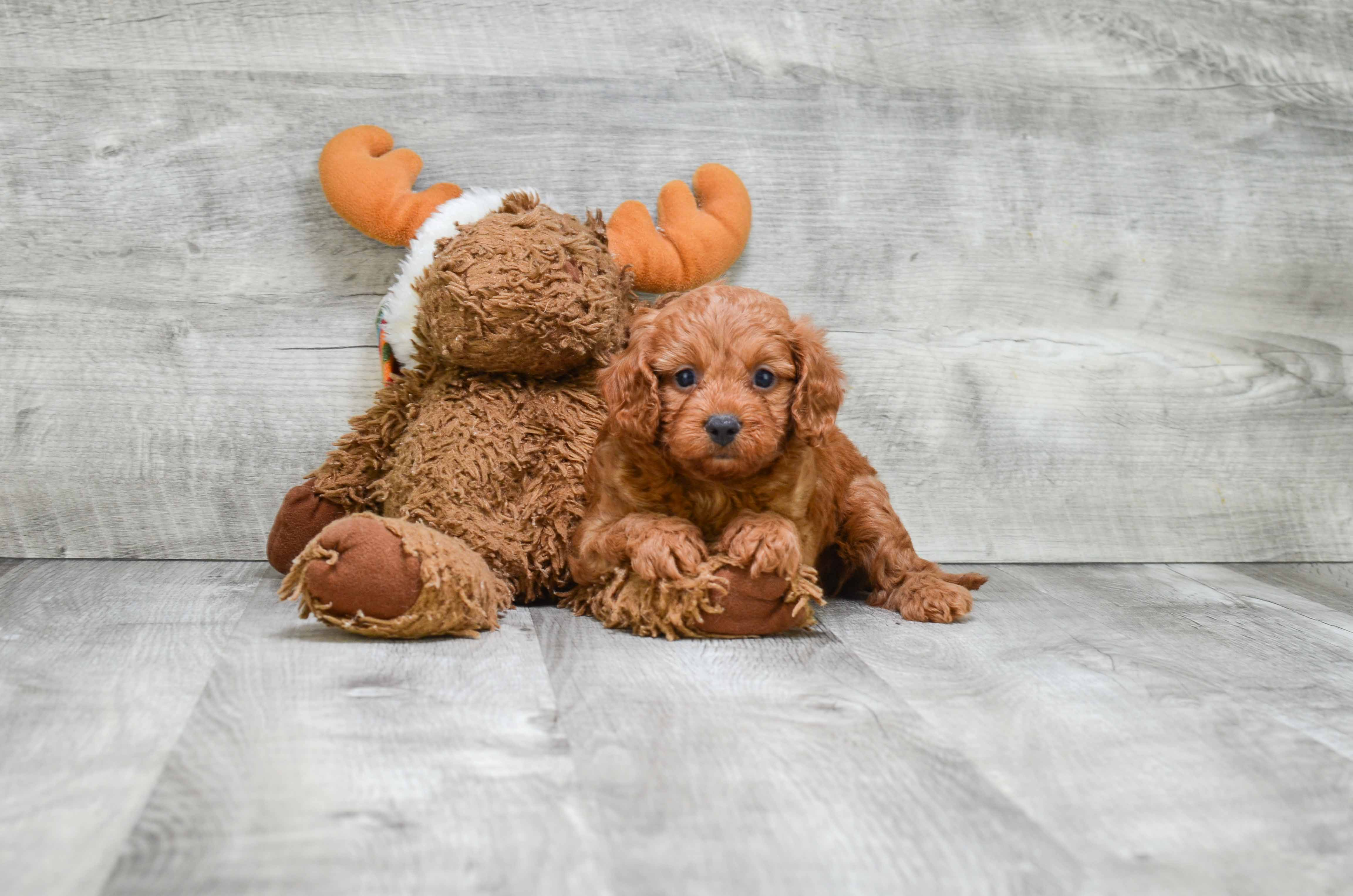 Sweet Cavapoo Baby
