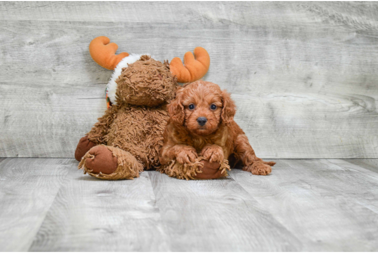 Sweet Cavapoo Baby