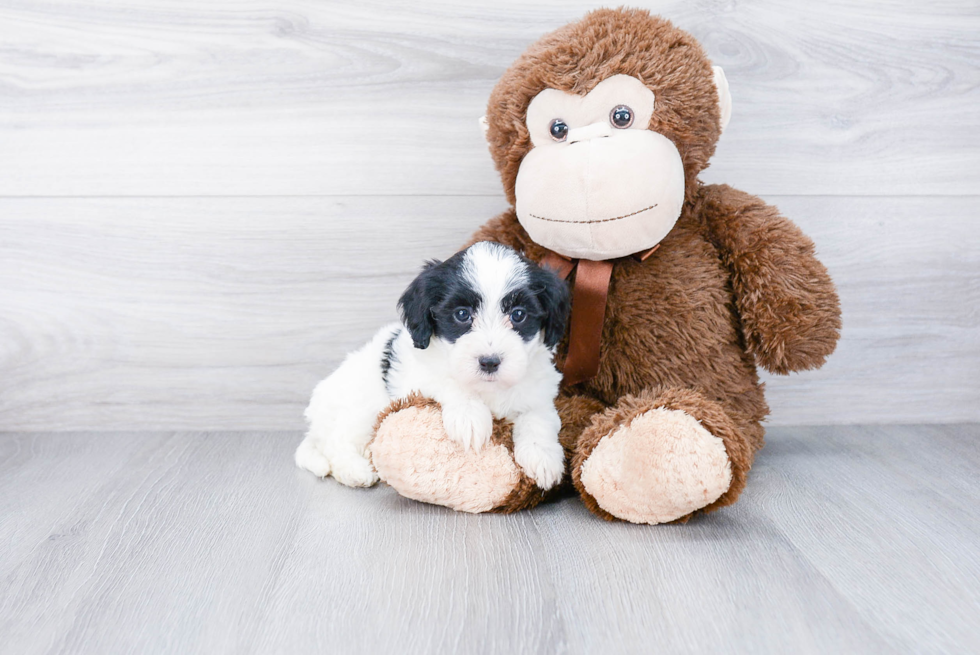 Playful Havanese Baby