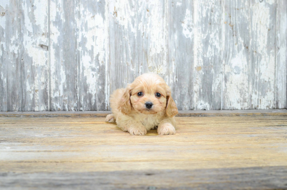 Hypoallergenic Cavoodle Poodle Mix Puppy