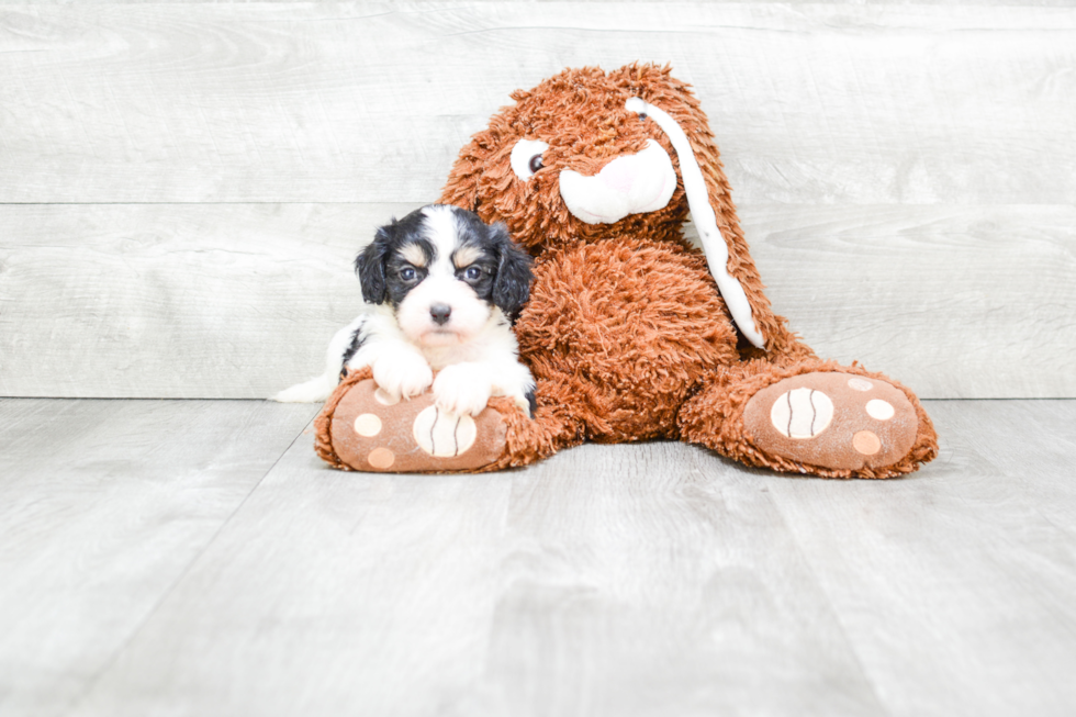 Adorable Cavalier Designer Puppy