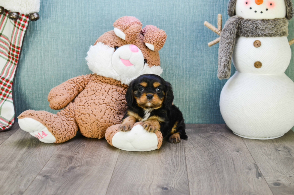 Playful Cavalier King Charles Spaniel Baby