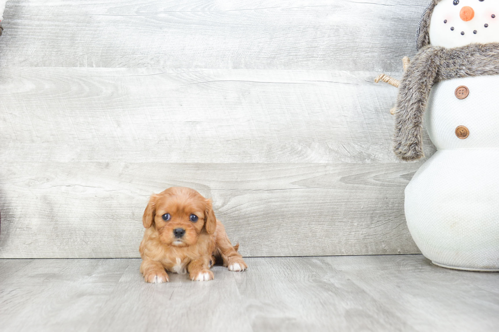 Funny Cavalier King Charles Spaniel Purebred Pup