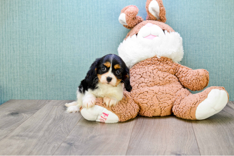 Friendly Cavalier King Charles Spaniel Purebred Pup