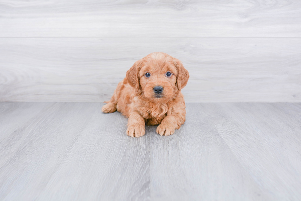 Best Mini Goldendoodle Baby