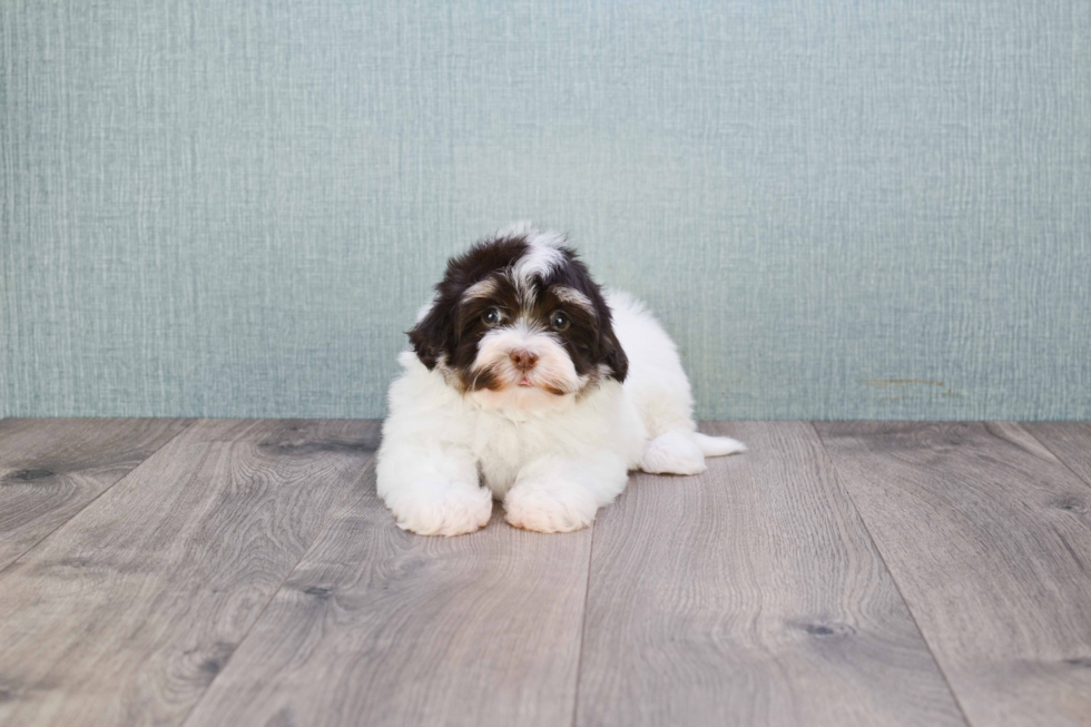 Friendly Havanese Purebred Pup