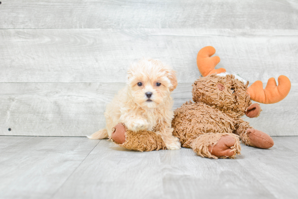 Small Maltipoo Baby