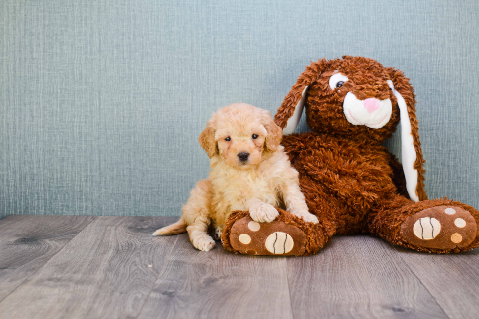 Best Mini Goldendoodle Baby