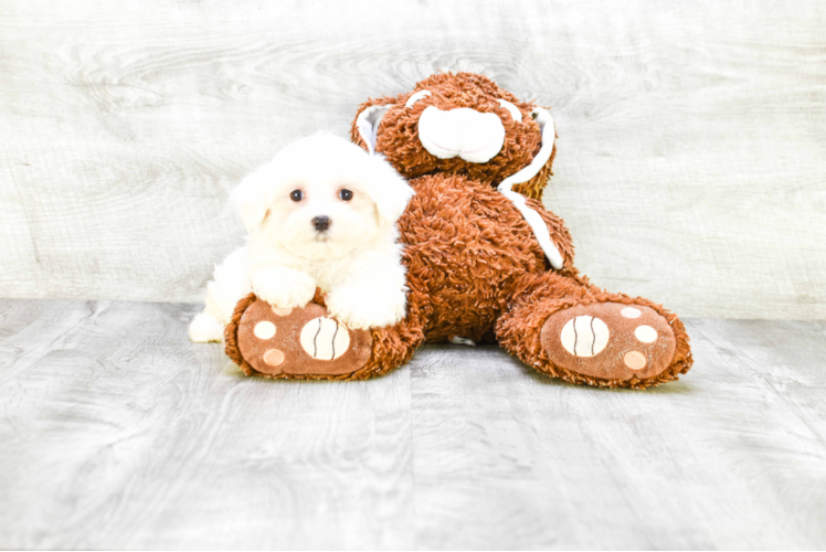 Maltese Pup Being Cute
