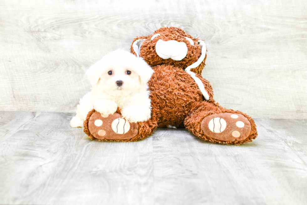Maltese Pup Being Cute