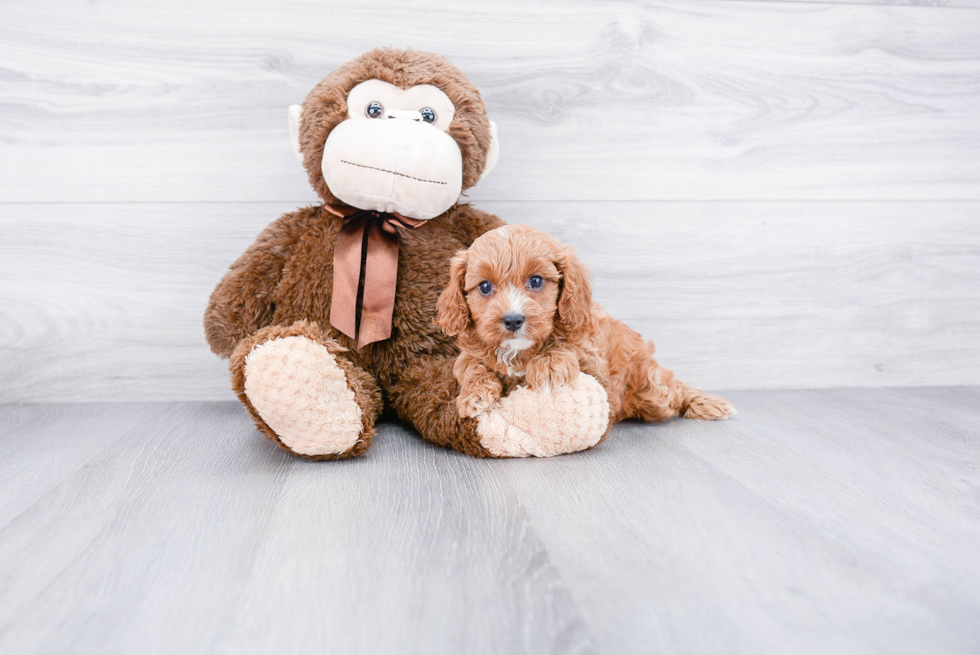 Small Cavapoo Baby