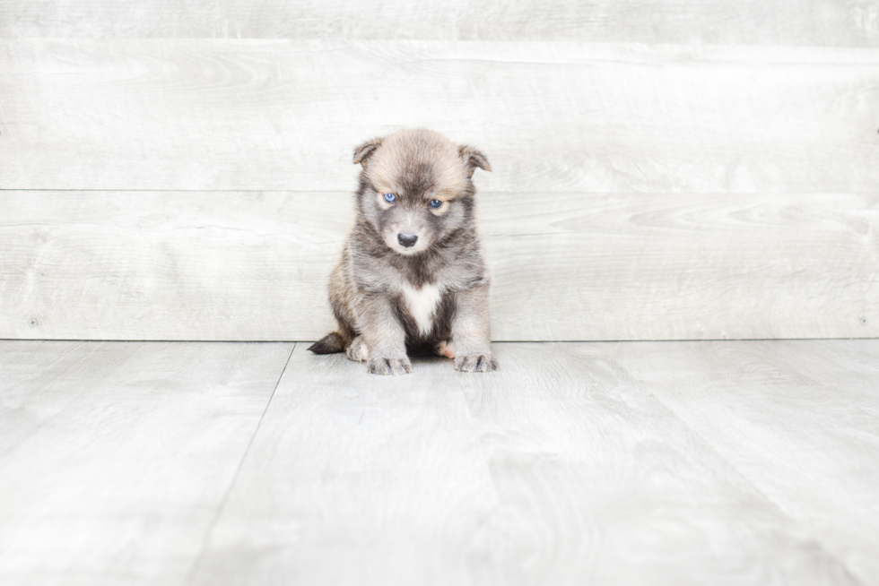 Small Pomsky Baby