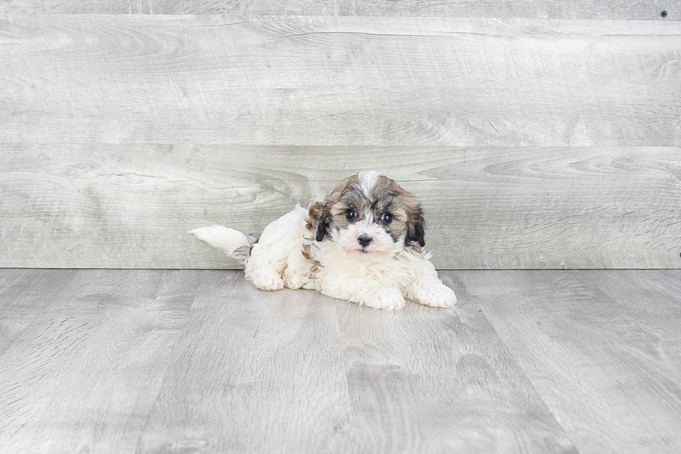 Playful Havanese Purebred Pup