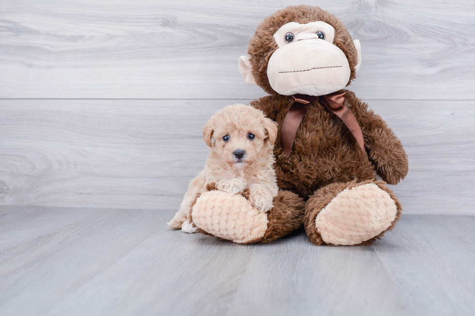 Maltipoo Pup Being Cute