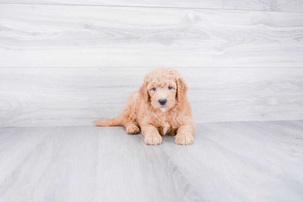 Little Golden Retriever Poodle Mix Puppy