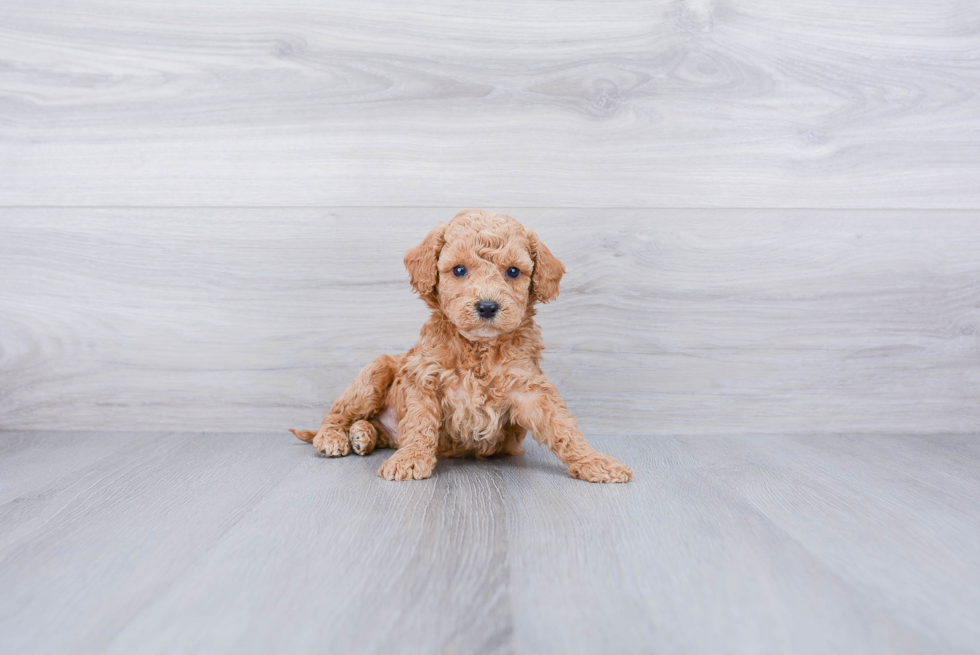 Smart Cockapoo Poodle Mix Pup