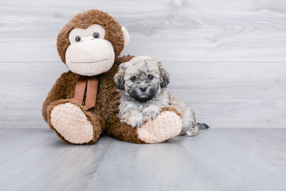 Teddy Bear Pup Being Cute