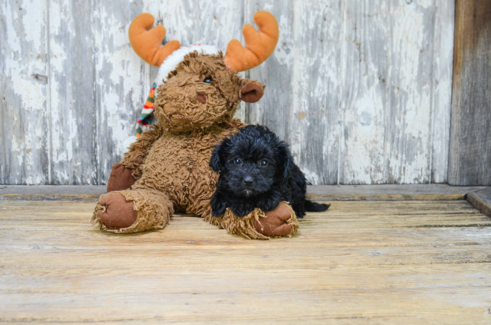 Morkie Pup Being Cute