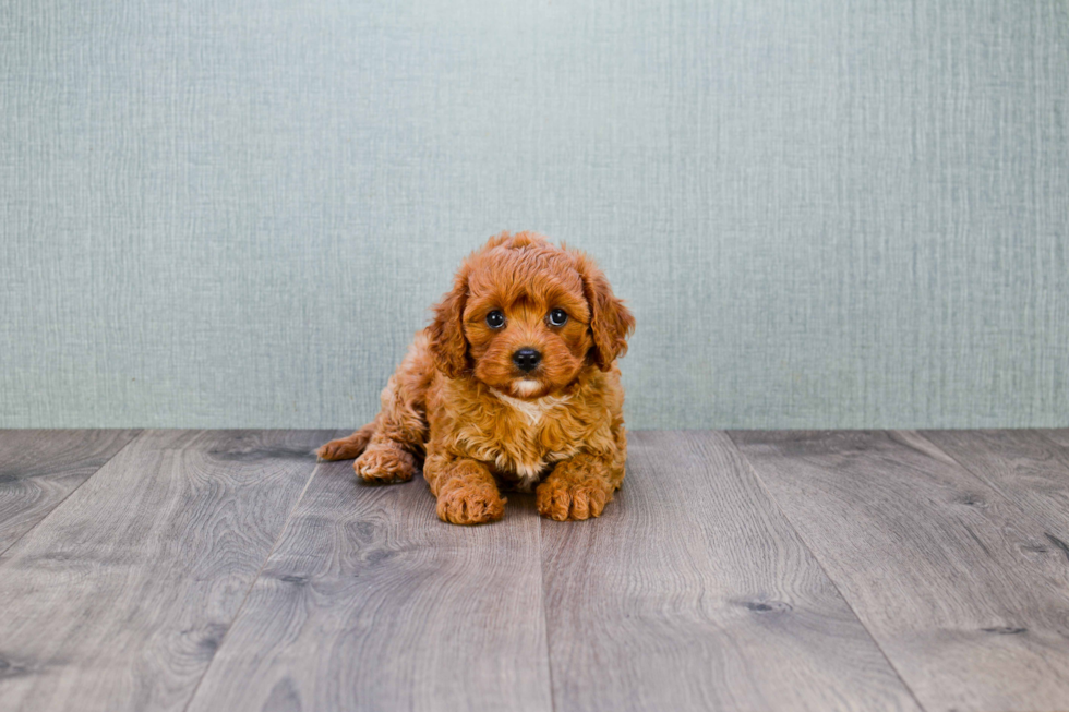 Cavapoo Pup Being Cute