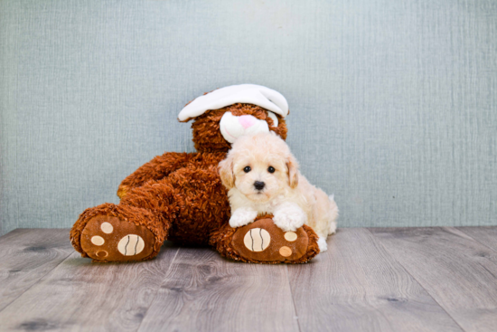 Maltipoo Puppy for Adoption