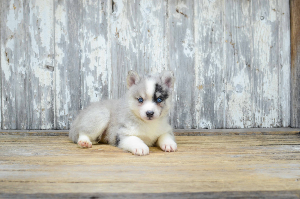 Pomsky Puppy for Adoption