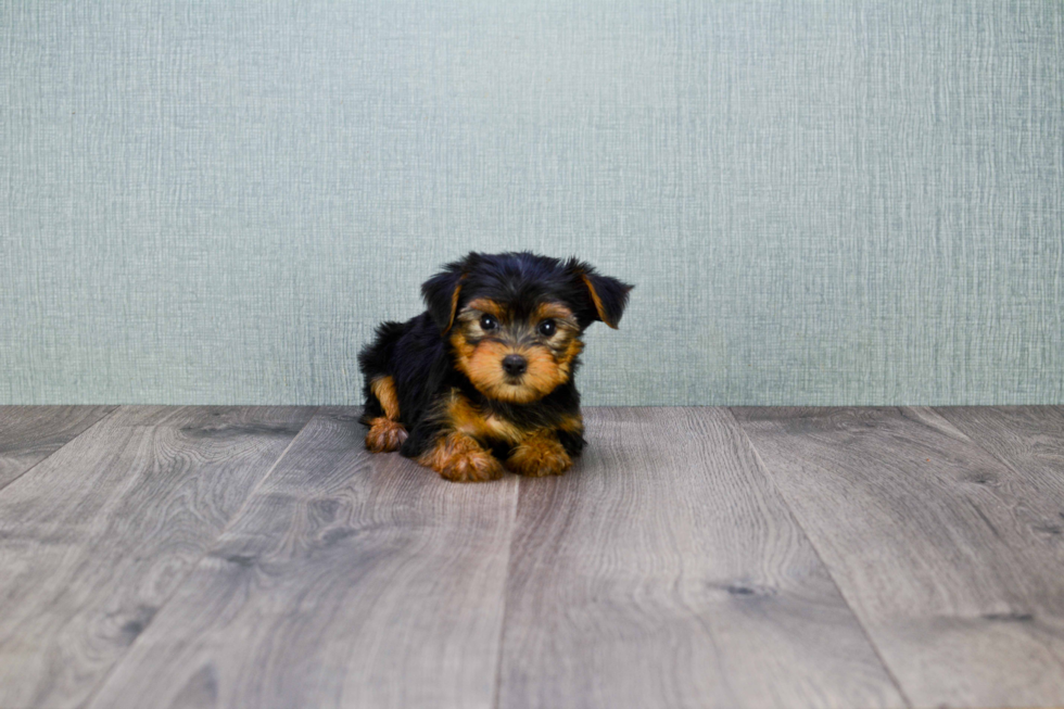 Meet Timmy - our Yorkshire Terrier Puppy Photo 