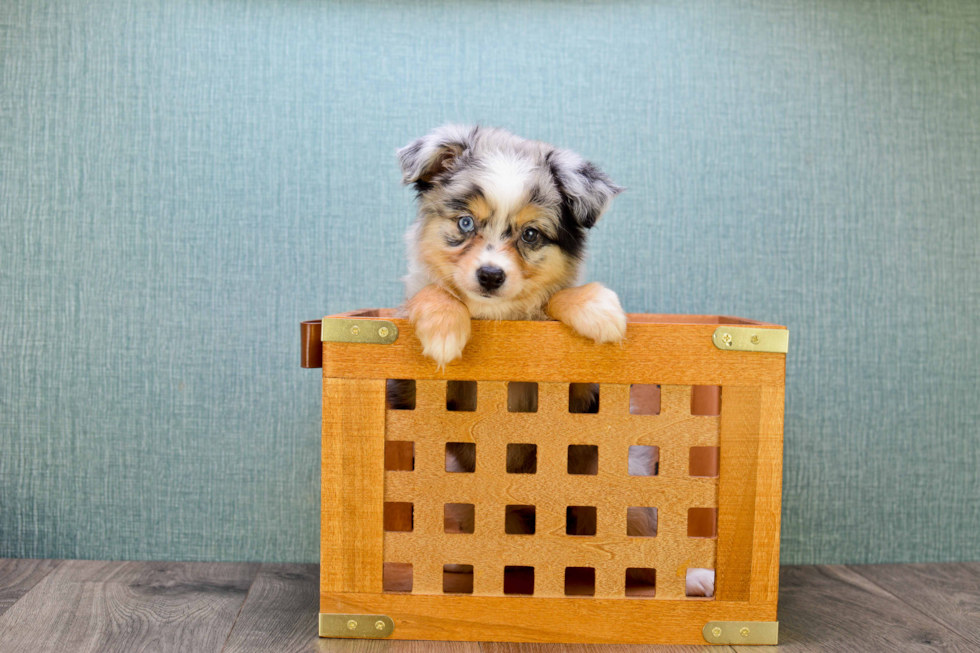 Petite Mini Aussiedoodle Poodle Mix Pup