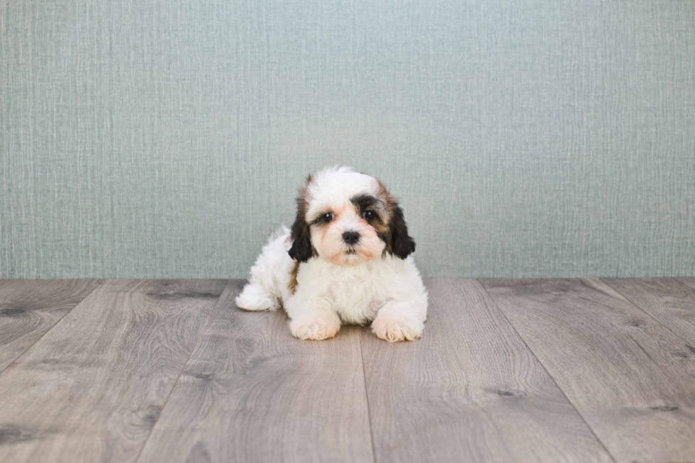 Hypoallergenic Shi Chon Designer Puppy