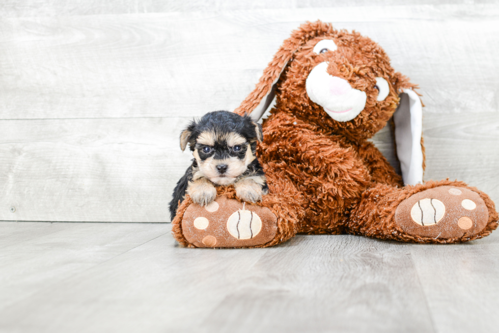 Morkie Puppy for Adoption