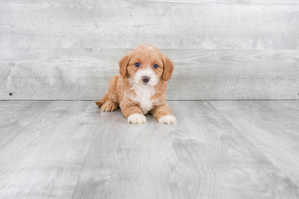 Energetic Golden Retriever Poodle Mix Puppy