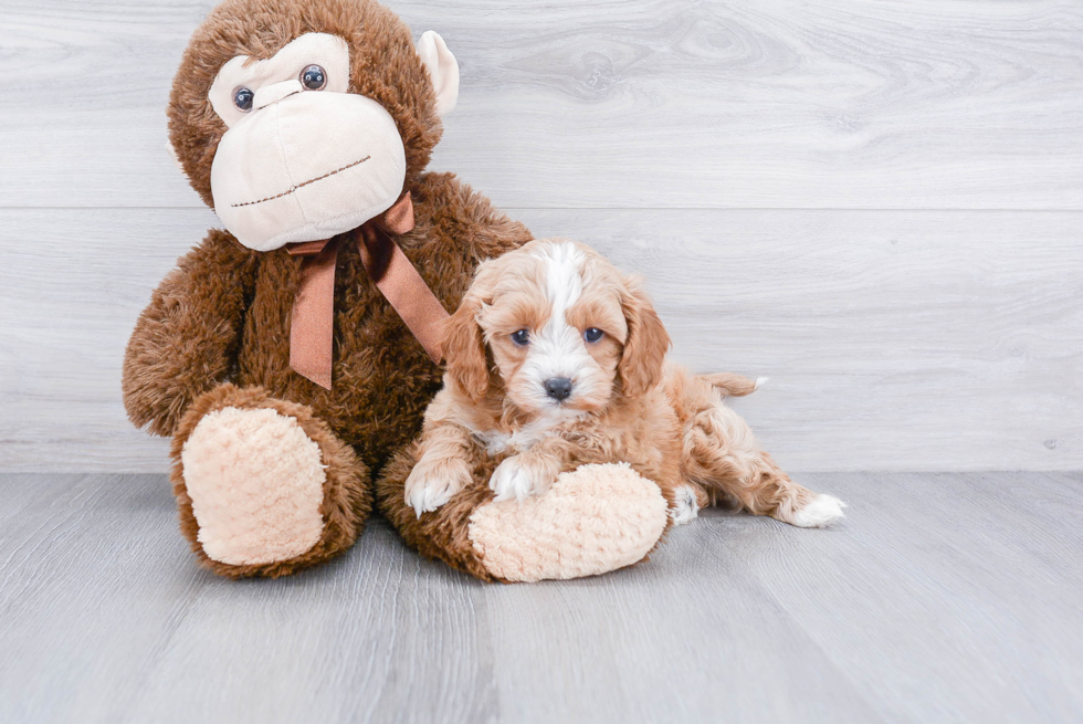 Best Cavapoo Baby