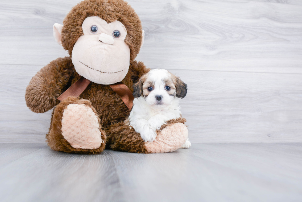 Teddy Bear Pup Being Cute