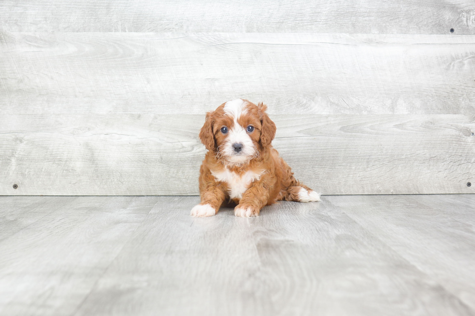 Cavapoo Puppy for Adoption