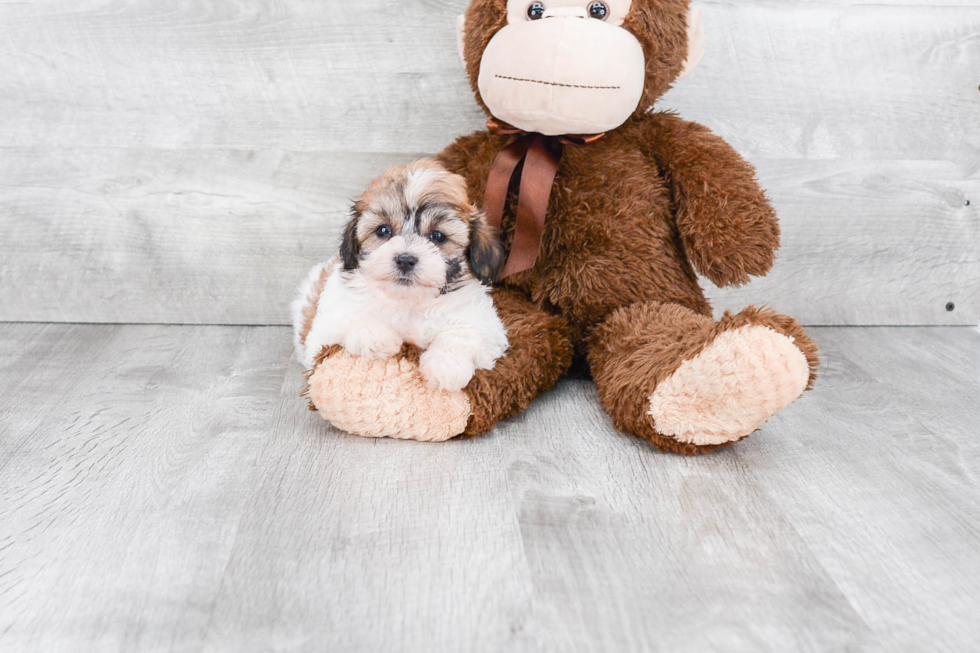 Teddy Bear Pup Being Cute