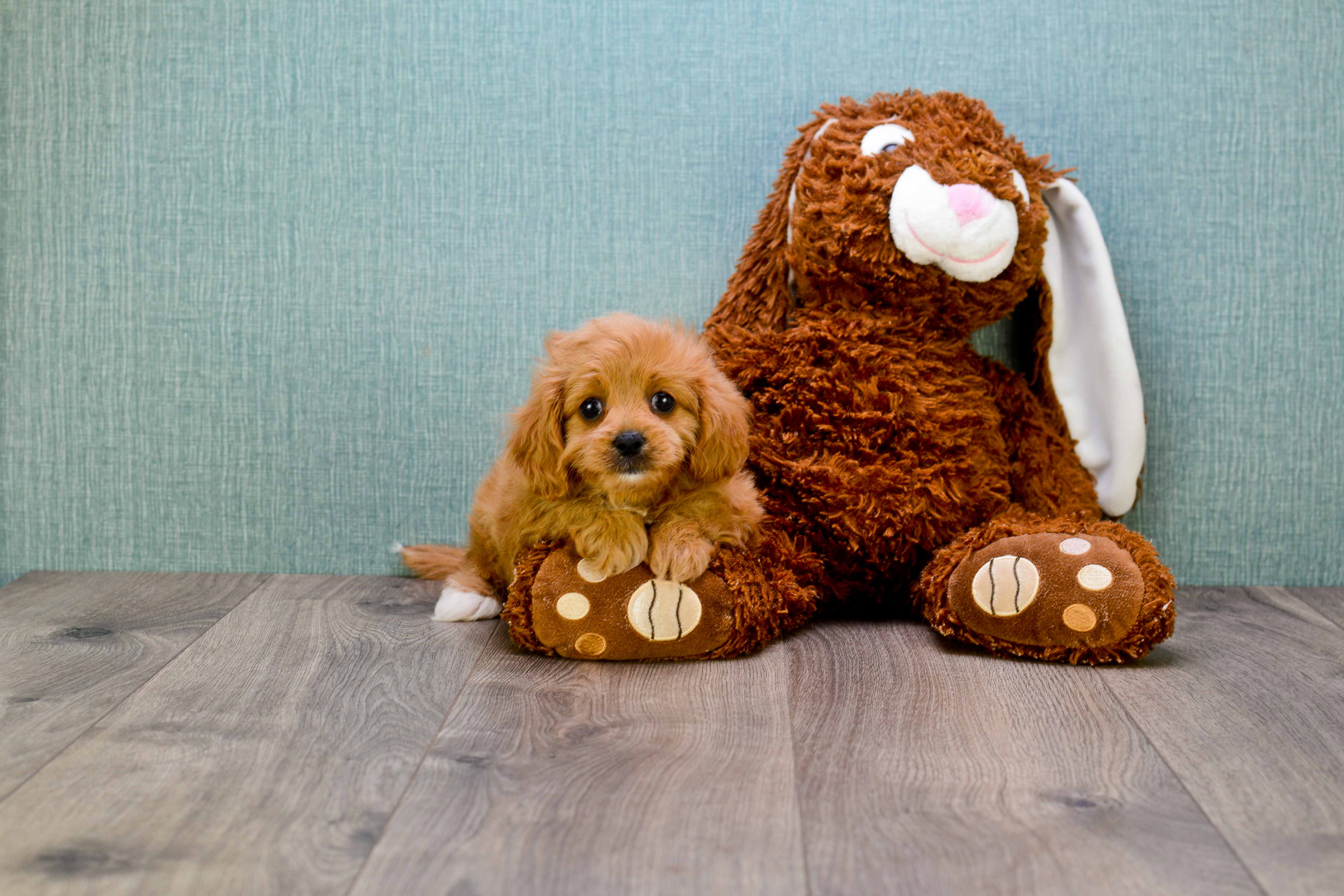 Sweet Cavapoo Baby
