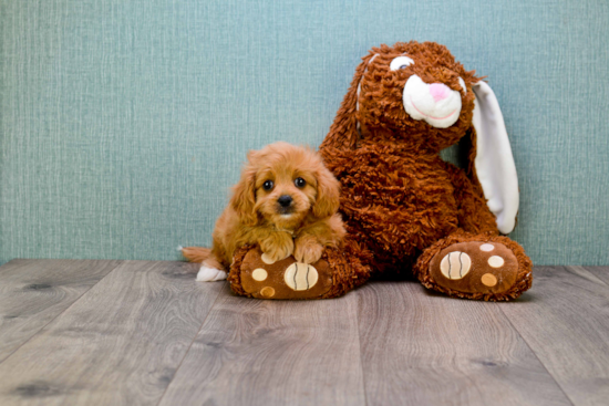 Sweet Cavapoo Baby