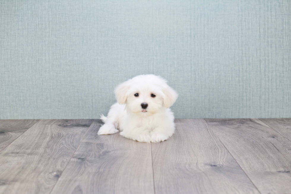 Maltipoo Puppy for Adoption