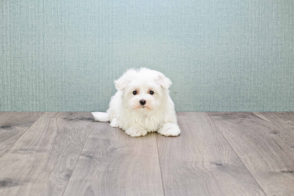 Friendly Maltese Baby