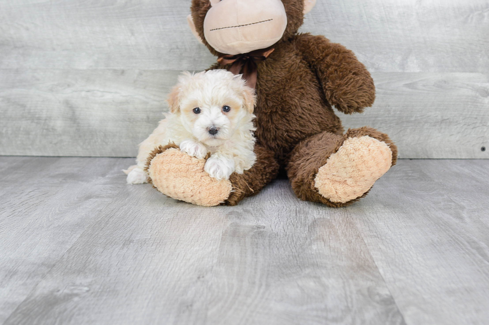 Petite Maltipoo Poodle Mix Pup