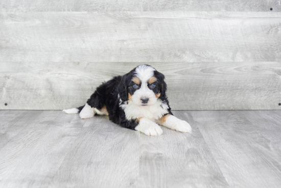 Best Mini Bernedoodle Baby