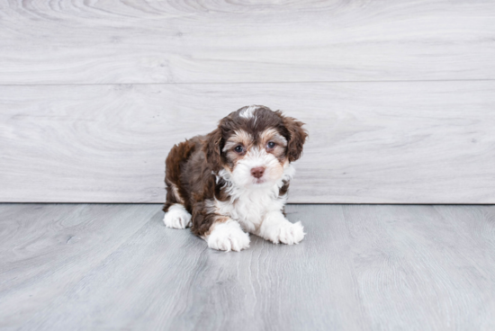 Cute Mini Aussiedoodle Baby