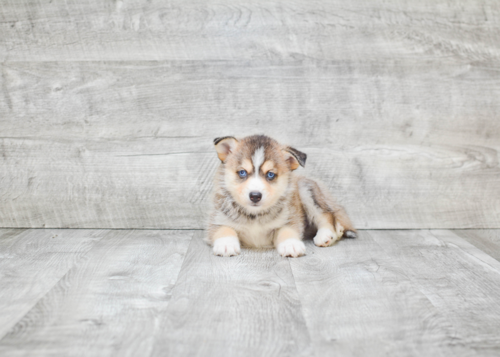 Adorable Mini Husky Designer Puppy