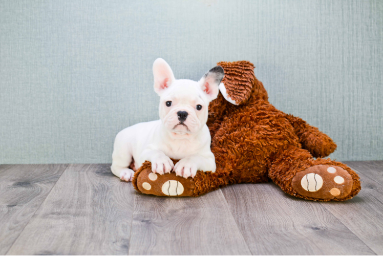 French Bulldog Pup Being Cute