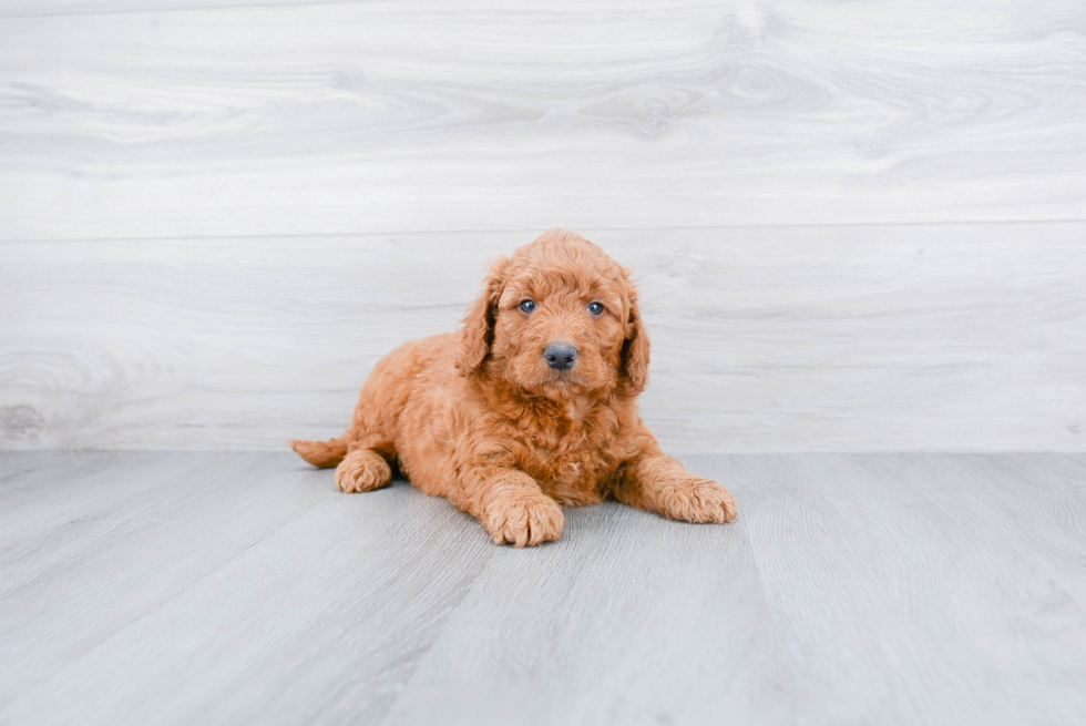 Little Golden Retriever Poodle Mix Puppy