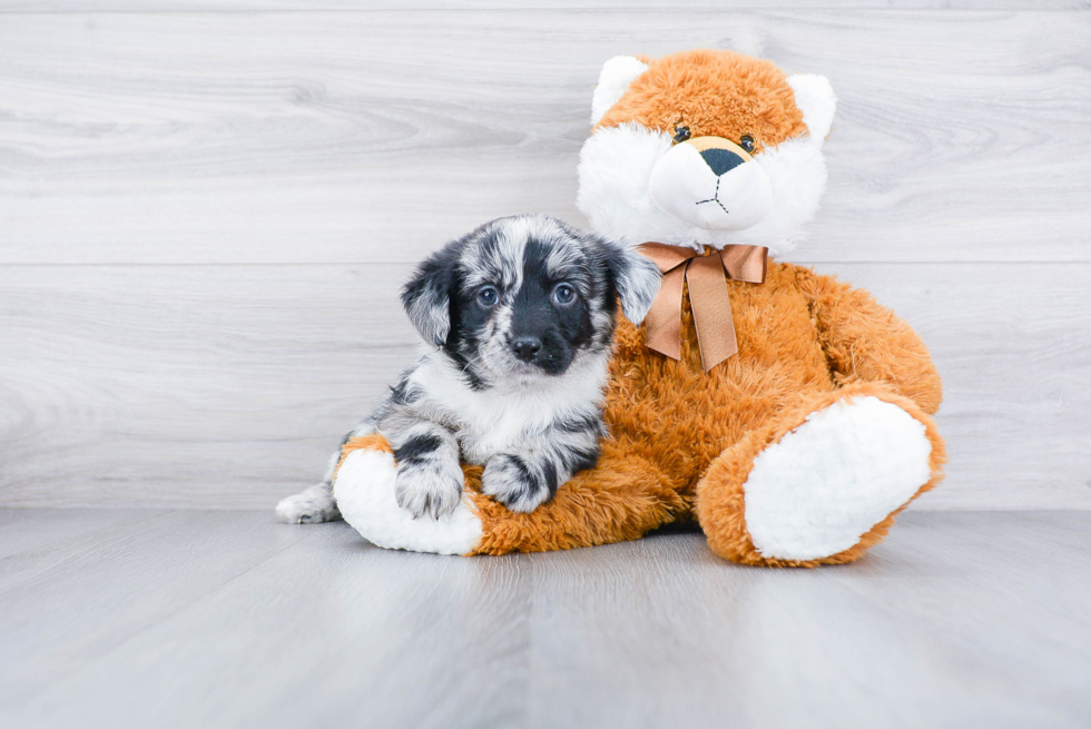 Popular Mini Aussiedoodle Poodle Mix Pup