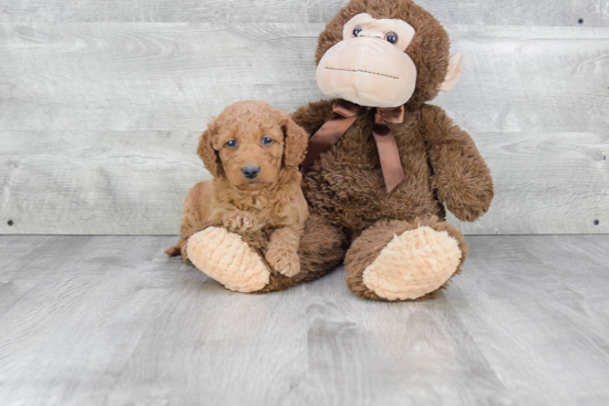 Best Mini Goldendoodle Baby